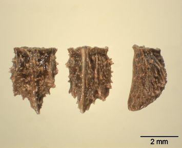 Vorschaubild Italienischer Natterkopf